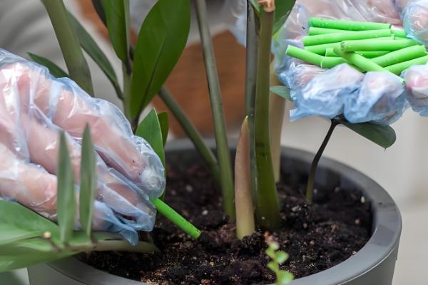 养花怎么施肥，按需施肥，薄肥勤施