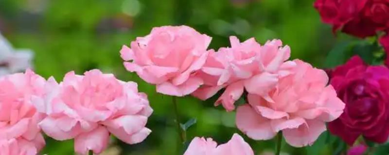 月季春天发芽后为何会枯萎，可能是缺水、假活、发生病害所致