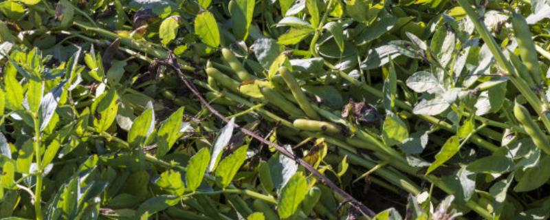 豆的种类有哪些，有绿豆、花豆、青豆等