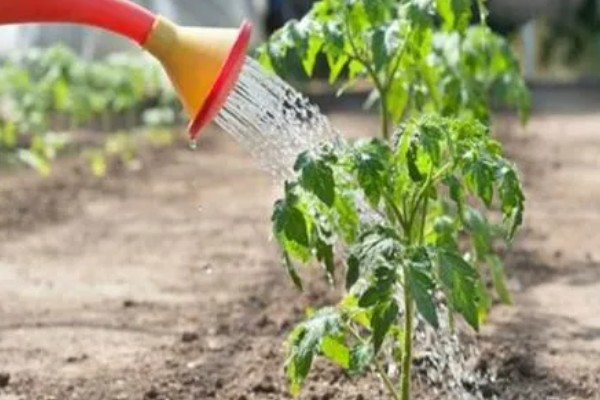 西红柿夏季需要每天浇水吗，每隔3-4天浇一次即可