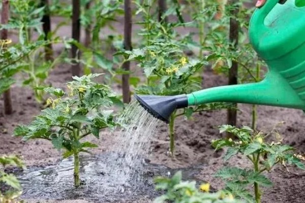 西红柿夏季需要每天浇水吗，每隔3-4天浇一次即可