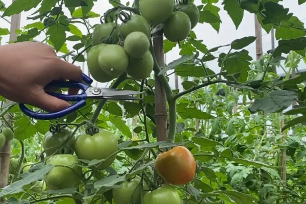 西红柿夏季需要每天浇水吗，每隔3-4天浇一次即可