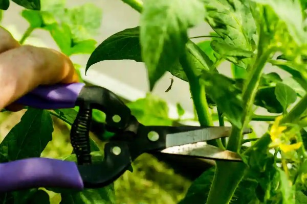 西红柿夏季需要每天浇水吗，每隔3-4天浇一次即可