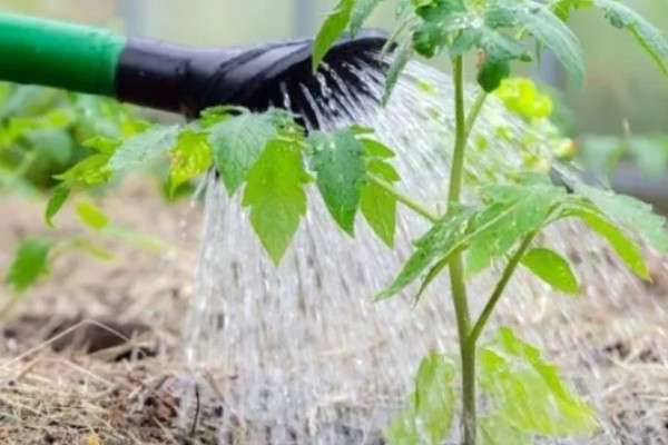 西红柿夏季需要每天浇水吗，每隔3-4天浇一次即可