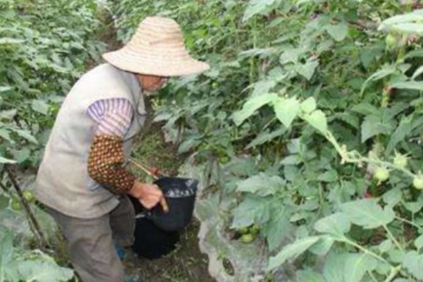西红柿夏季需要每天浇水吗，每隔3-4天浇一次即可