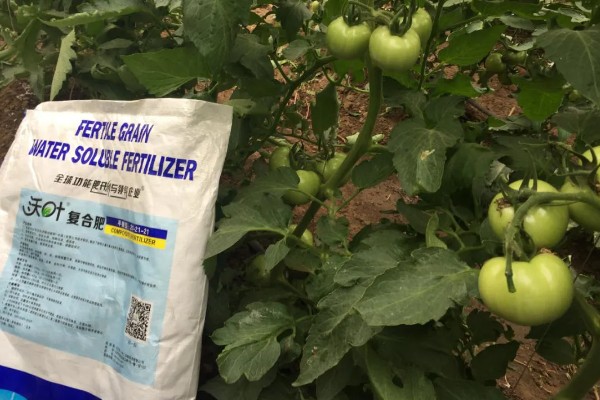 西红柿夏季需要每天浇水吗，每隔3-4天浇一次即可