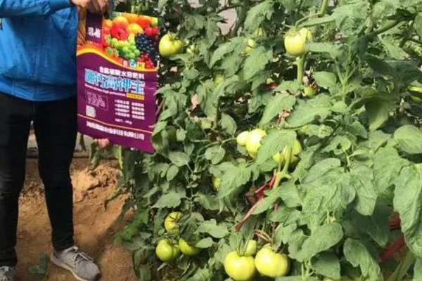 西红柿夏季需要每天浇水吗，每隔3-4天浇一次即可