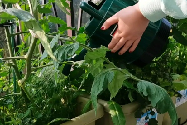 西红柿夏季需要每天浇水吗，每隔3-4天浇一次即可