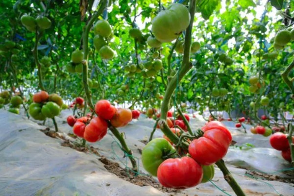 西红柿夏季需要每天浇水吗，每隔3-4天浇一次即可