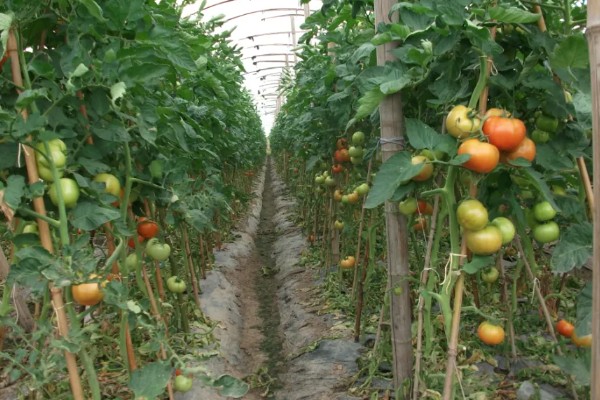 西红柿夏季需要每天浇水吗，每隔3-4天浇一次即可