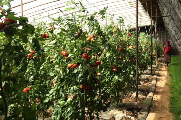 西红柿夏季需要每天浇水吗，每隔3-4天浇一次即可