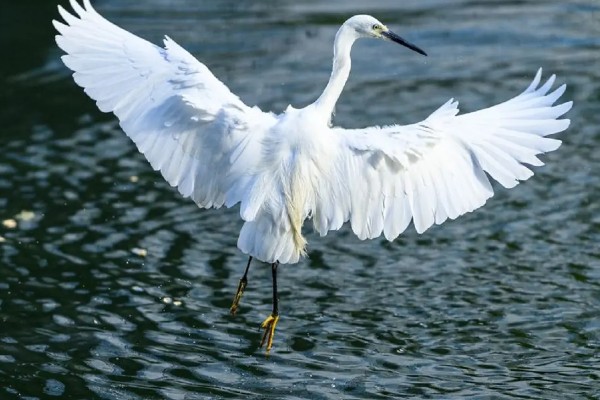 白鹭如何繁殖，雌鸟和雄鸟交配后会产卵