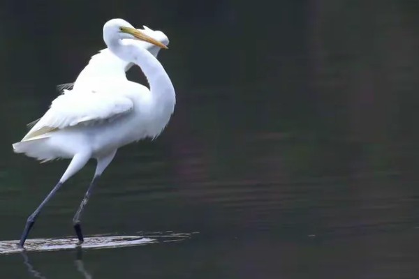 白鹭如何繁殖，雌鸟和雄鸟交配后会产卵
