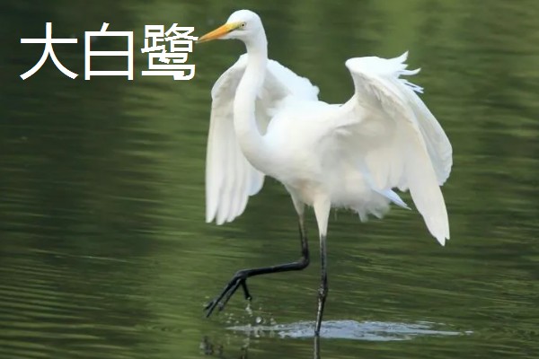 白鹭如何繁殖，雌鸟和雄鸟交配后会产卵