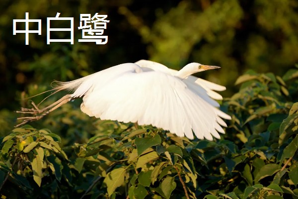 白鹭如何繁殖，雌鸟和雄鸟交配后会产卵