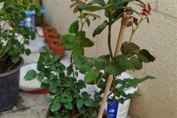 月季春天发芽后为何会枯萎，可能是缺水、假活、发生病害所致