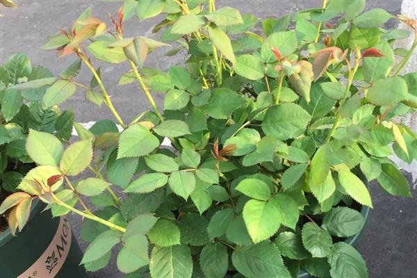 月季春天发芽后为何会枯萎，可能是缺水、假活、发生病害所致