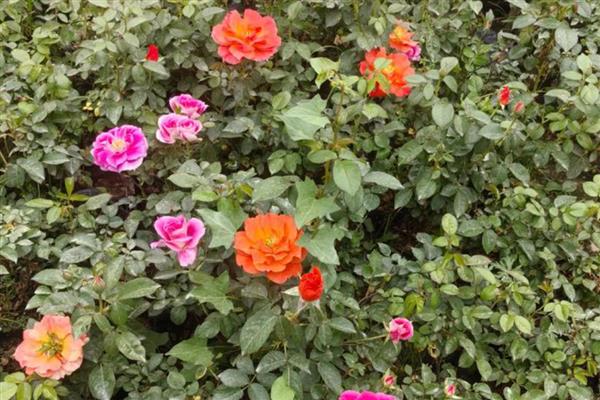 月季春天发芽后为何会枯萎，可能是缺水、假活、发生病害所致