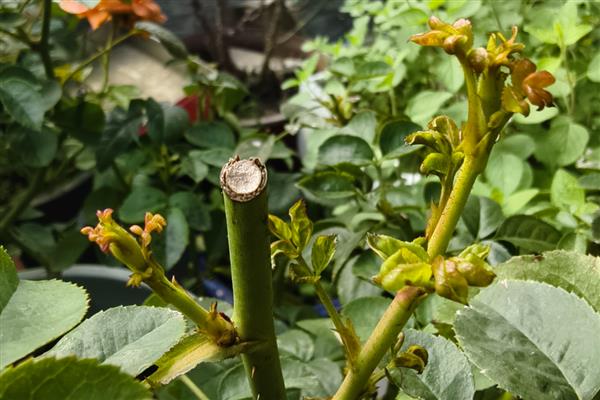 月季春天发芽后为何会枯萎，可能是缺水、假活、发生病害所致