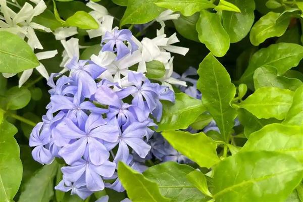 种植蓝花丹要注意什么，每天至少让它接受10小时的光照