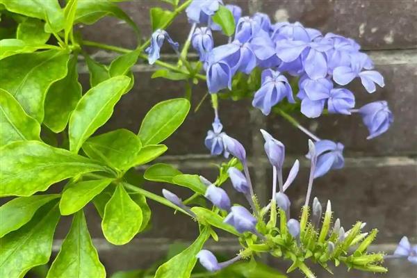 种植蓝花丹要注意什么，每天至少让它接受10小时的光照