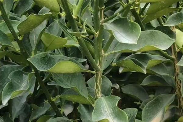 种植果树苗的方法，修剪树冠可增强发芽和结果率