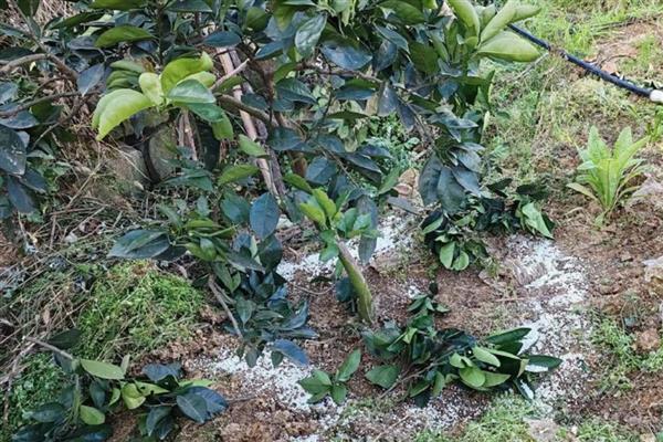 种植果树苗的方法，修剪树冠可增强发芽和结果率