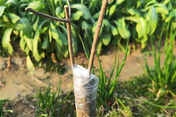 种植果树苗的方法，修剪树冠可增强发芽和结果率