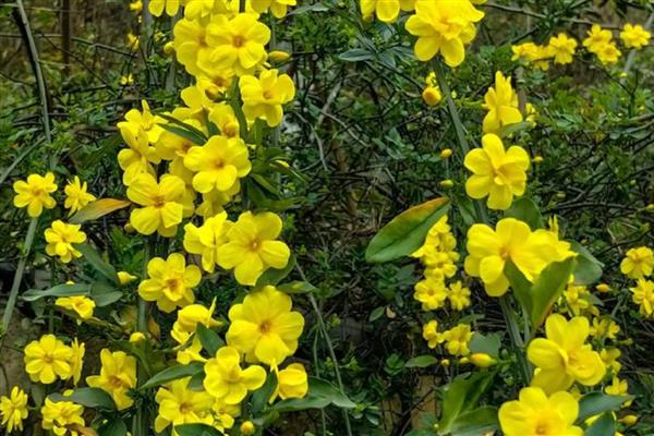 春季有什么花卉，常见迎春花、樱花、桃花等品种