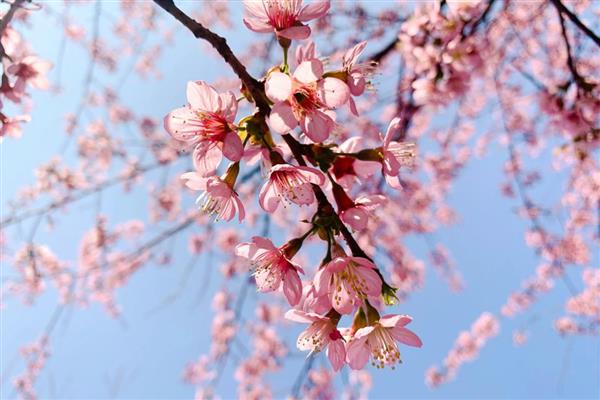春季有什么花卉，常见迎春花、樱花、桃花等品种