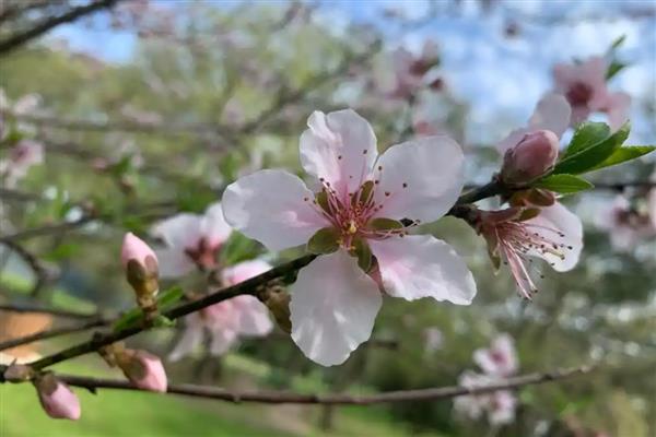 春季有什么花卉，常见迎春花、樱花、桃花等品种