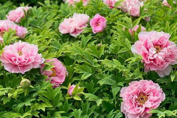 春季有什么花卉，常见迎春花、樱花、桃花等品种