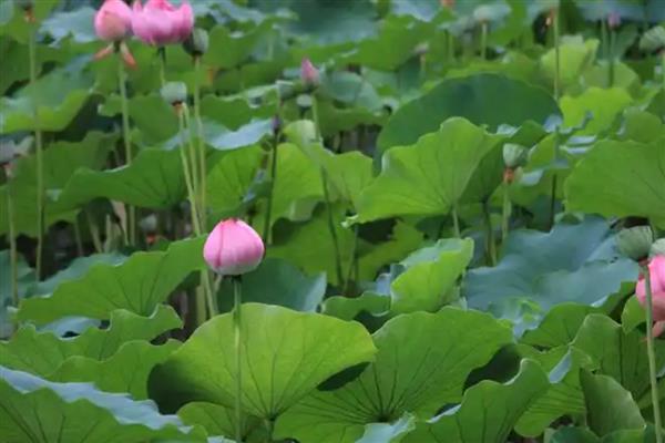 春季有什么花卉，常见迎春花、樱花、桃花等品种