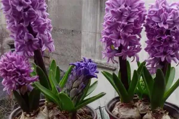 春季有什么花卉，常见迎春花、樱花、桃花等品种