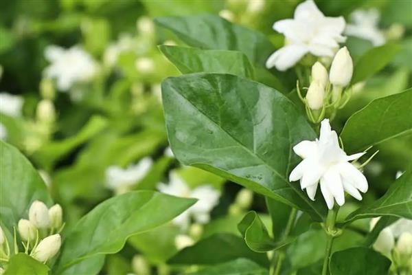 春季有什么花卉，常见迎春花、樱花、桃花等品种