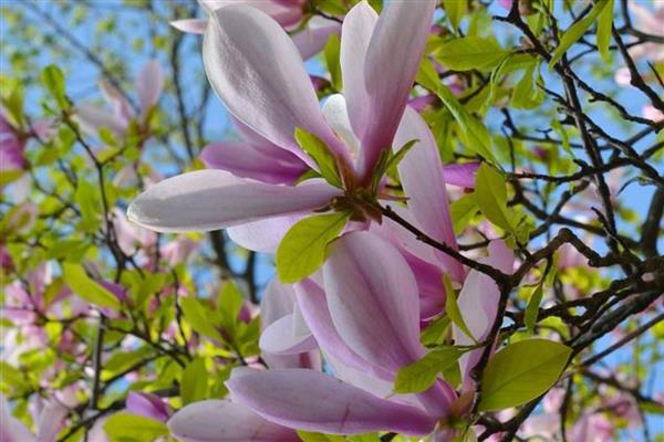 春季有什么花卉，常见迎春花、樱花、桃花等品种