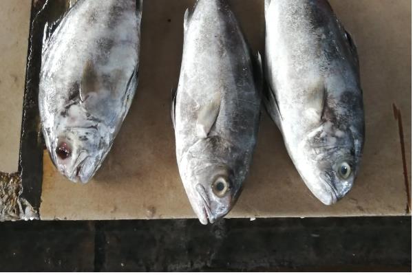 油甘鱼的产地,产地有拉丁美洲、南美洲等