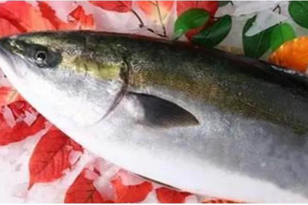 油甘鱼的产地,产地有拉丁美洲、南美洲等