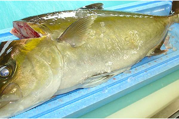 油甘鱼的产地,产地有拉丁美洲、南美洲等