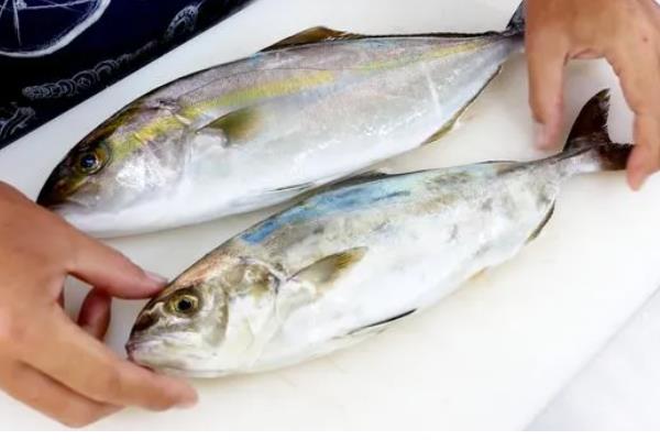 油甘鱼的产地,产地有拉丁美洲、南美洲等