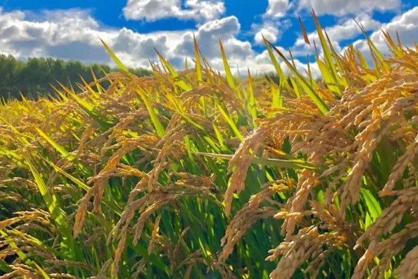 稻谷和水稻的区别,水稻结出的子实即为稻谷