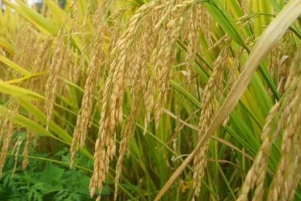 稻谷和水稻的区别,水稻结出的子实即为稻谷