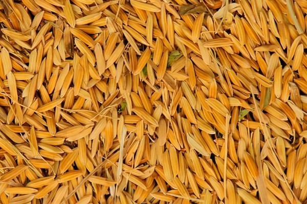 稻谷和水稻的区别,水稻结出的子实即为稻谷