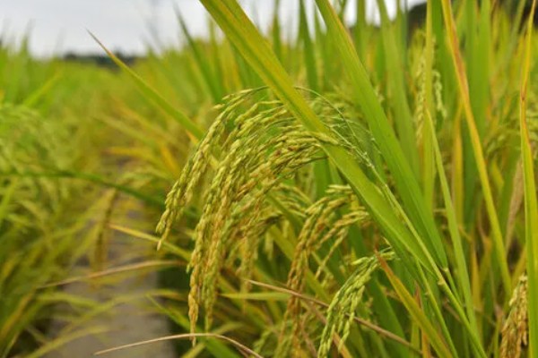 稻谷和水稻的区别,水稻结出的子实即为稻谷