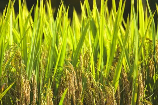 稻谷和水稻的区别,水稻结出的子实即为稻谷