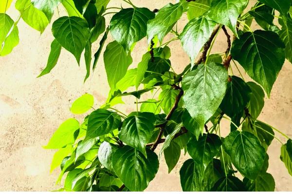 立夏有什么关于风向的农谚,立夏东南风、大旱六月中