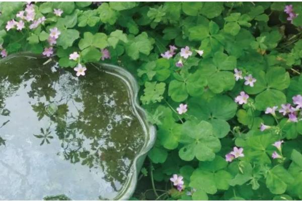 立夏有什么关于风向的农谚,立夏东南风、大旱六月中