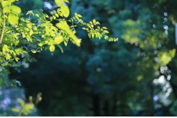 立夏有什么关于风向的农谚,立夏东南风、大旱六月中