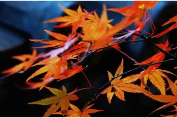 立夏有什么关于风向的农谚,立夏东南风、大旱六月中