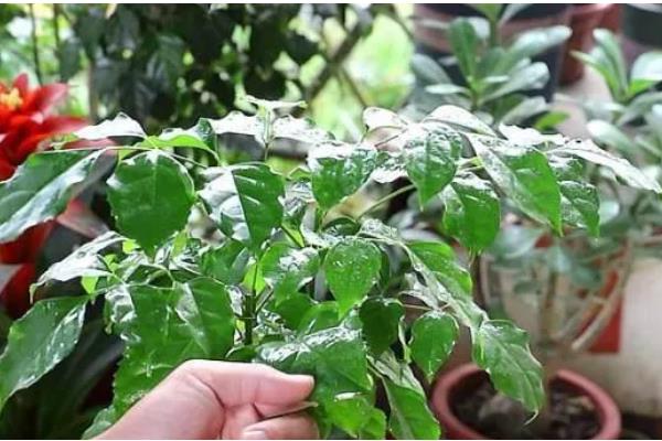 幸福树叶子一碰就掉怎么办,一定要及时补水